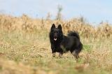 SCHIPPERKE 018